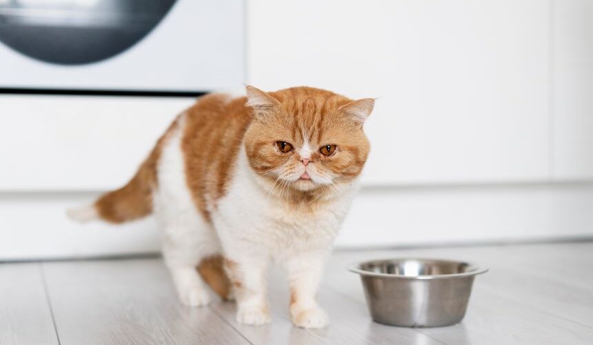 Best Food for Cats with Feline Herpes