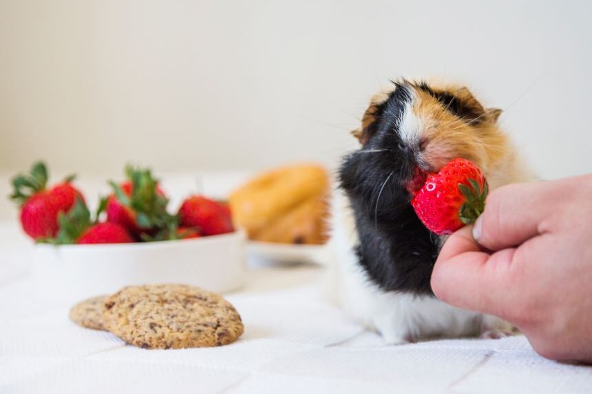 person feeding strawberry to guinea pig