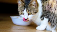 Catz Cat Food: Nourishing Your Feline Friend