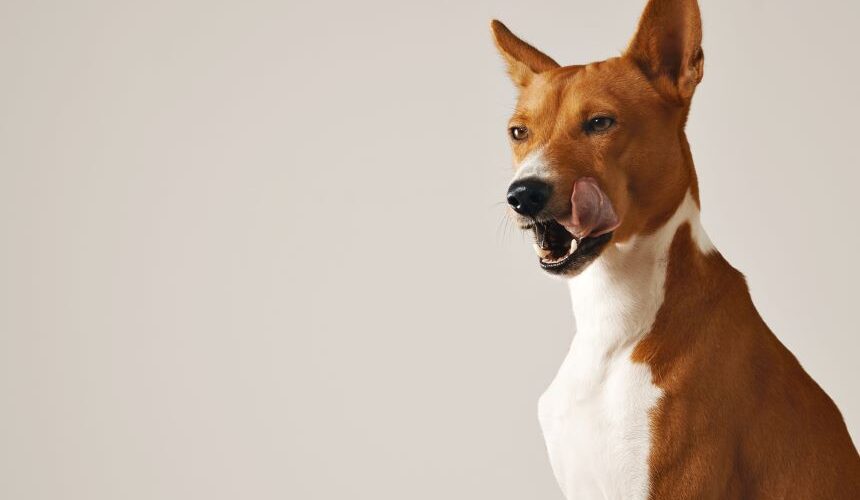 Is 24-20 Dog Food the Best Canine Cuisine? Find Out!