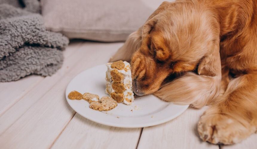 can dogs eat angel food cake
