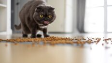 Venandi Cat Food: Unlocking the Secret to a Healthy Feline