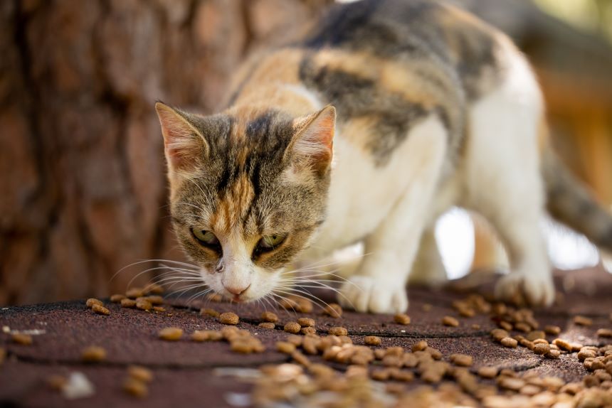 Wholesale Distributor of Sheba Cat Food in the USa