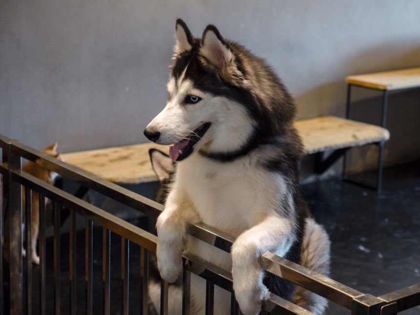 The Best Dog Food for Huskies with Sensitive Stomach