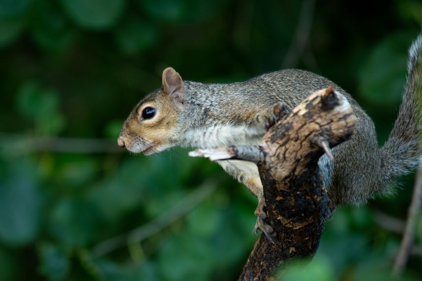 Squirrel sitting on a branch of tree