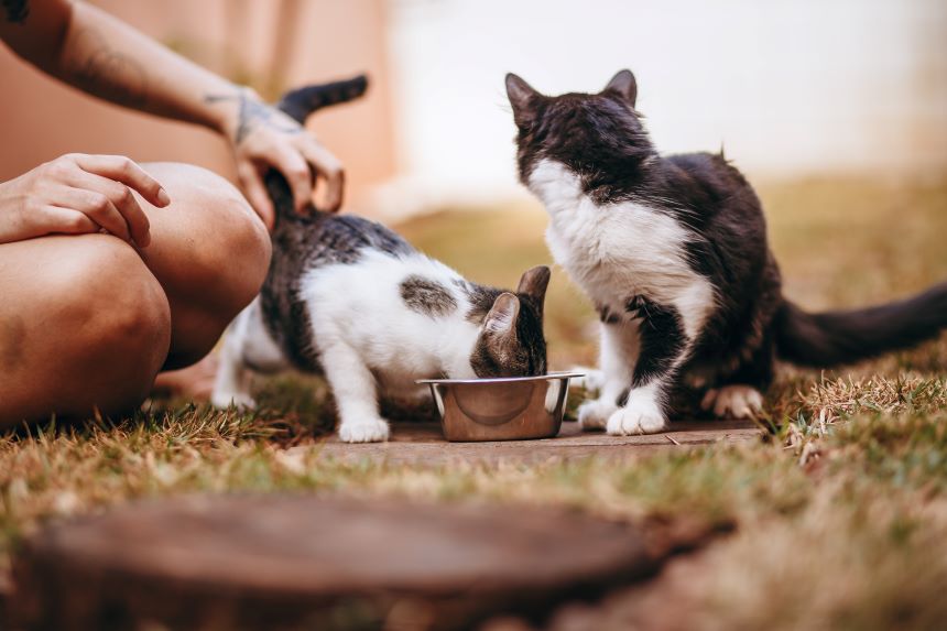cats eating with their owner